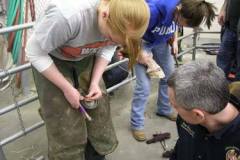 Troy teaching a veterinary student how to nail a shoe on