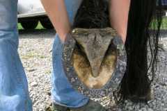 First handmade shoe by 5th week student nailed on hoof