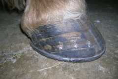 Hoof shod by student during week 5
