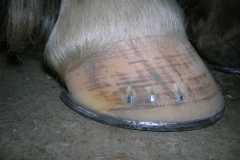 Hoof shod by student during week 5