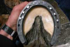 Hoof shod by student for week 6 test