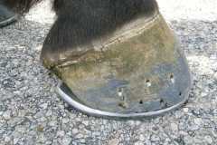 First handmade shoe by 5th week student nailed on hoof