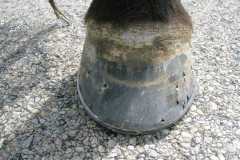 First handmade shoe by 5th week student nailed on hoof