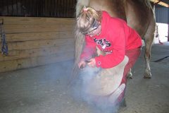 Kayla hot fitting a horseshoe on a Haflinger