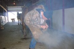 Colt hot fitting a horseshoe
