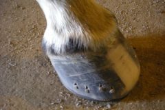 Finished shod hoof by Alexis