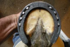 Finished shod hoof by Alexis