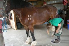 Alexis trimming a draft horse
