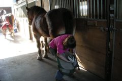 Zoe trimming a Clydesdale