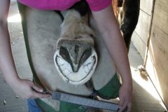 Zoe trimming a Clydesdale