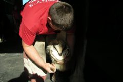 Sam trimming a Clydesdale