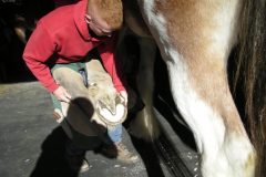 Jayson trimming a Clydesdale