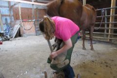 Zoe rasping a hind hoof