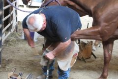 Steve hoof gouging under a nail