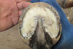 A student trimmed hoof