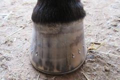 Shod hoof by students