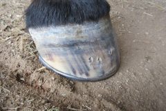 Shod hoof by students