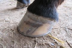 Shod hoof by student