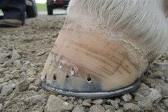 Hoof shod by students