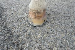 Hoof shod by students