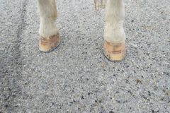 Hooves shod by students