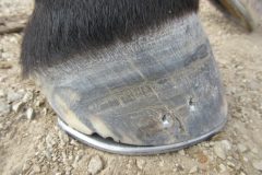 Hoof shod by students