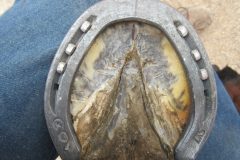 Hoof shod by students