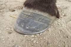 Hoof shod by students