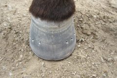Hoof shod by students