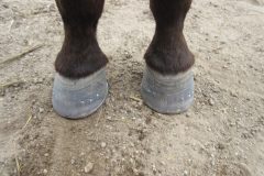 Hooves shod by students