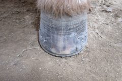 Finished hoof with pad done by students