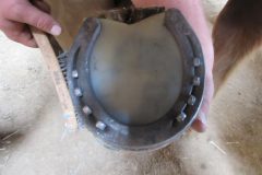 Finished hoof with pad done by students