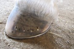 Hoof shod by students