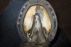 Hoof shod by students