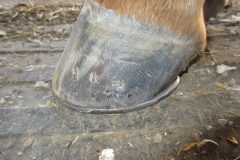 Hind hoof shod by students