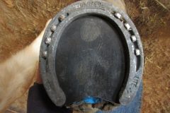 Shoe with pad on hoof done by Zoe