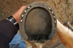 Shoe with pad on hoof done by student