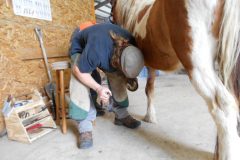 Tanner fitting a shoe to the hoof