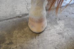 Hoof shod by student