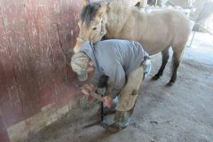Adam rasping on a front hoof