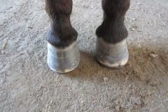 Finished hoof by students from the overgrown, out of balance hooves pictured in other photos