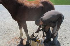Casey finishing a hoof clenching nails