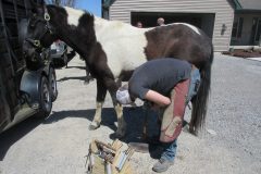 Student shoeing a horse