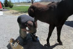 Ed finishing up shoeing a hind hoof