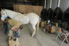 Student shoeing a horse at the school shop